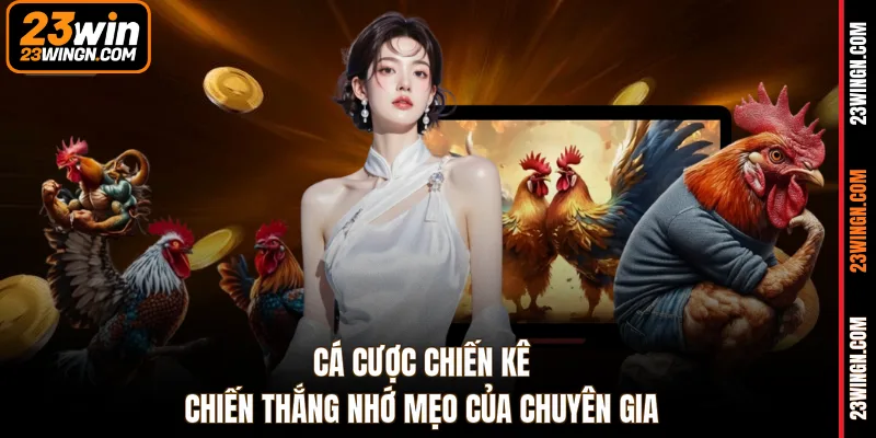 Cá cược chiến kê chiến thắng nhớ mẹo của chuyên gia
